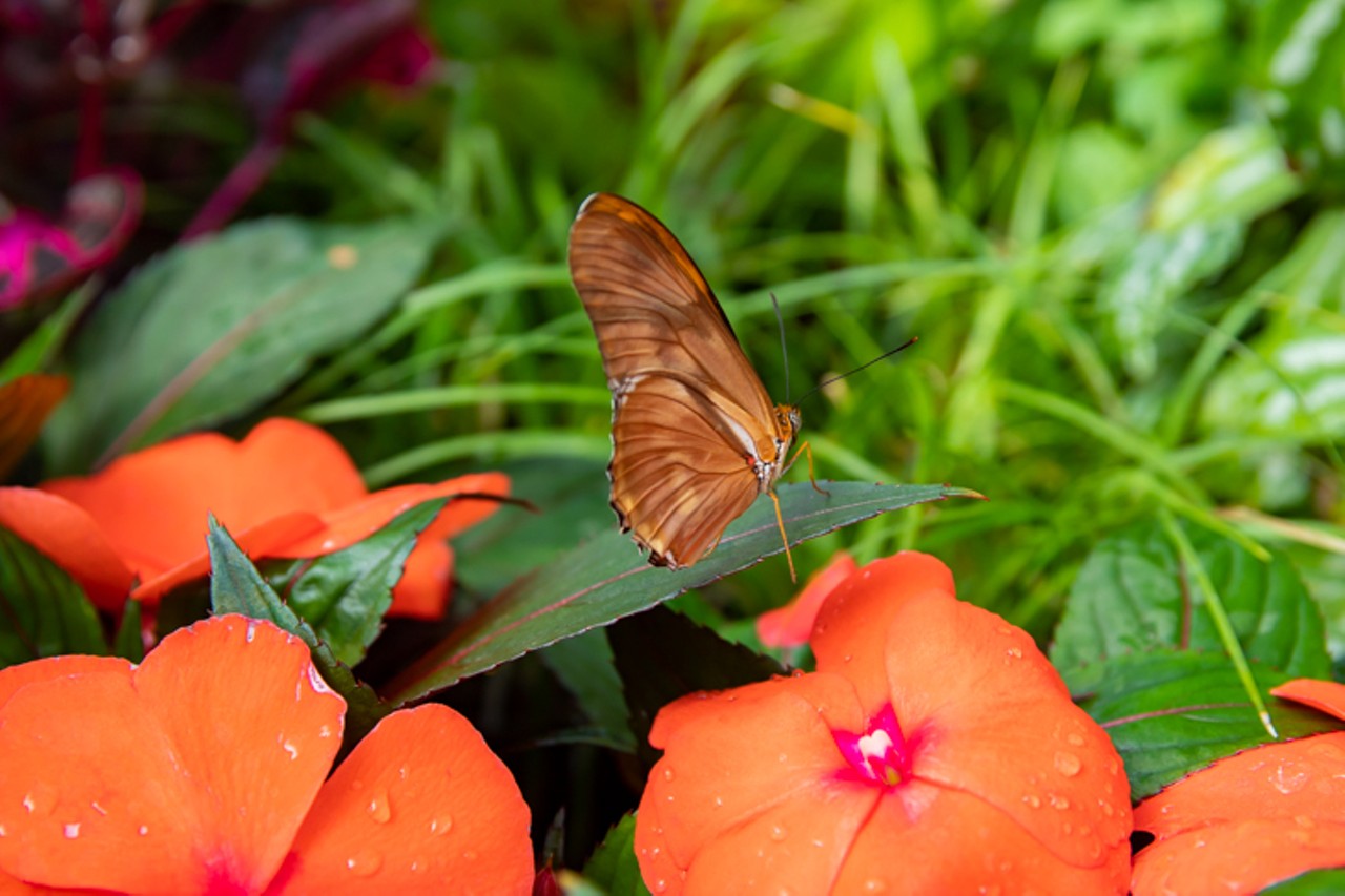 All The Beautiful Butterflies We Saw at Krohn Conservatory's 'Butterflies of Ecuador'