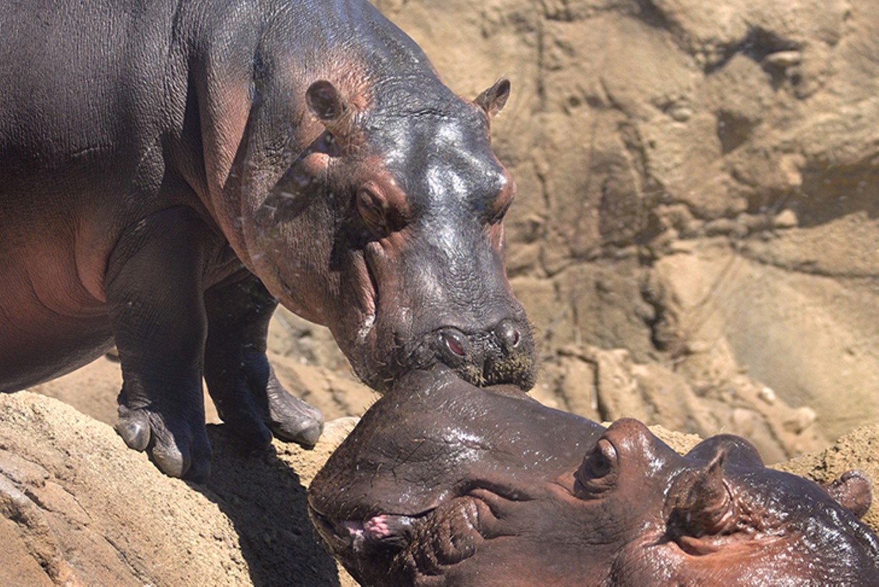 Fiona the hippo can be seen at Hippo Cove
Photo: Kathy Newton