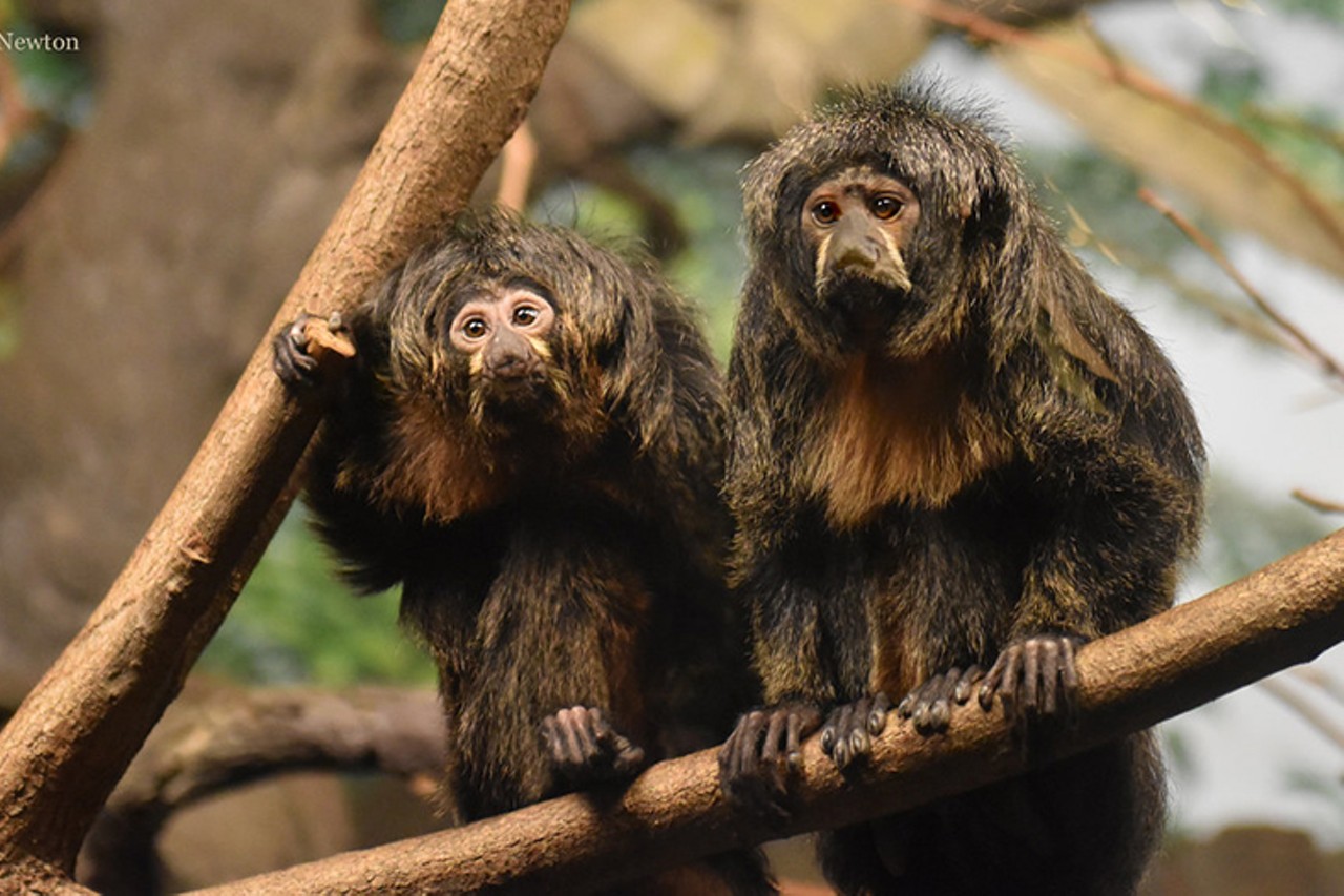 Selva the white-faced saki can be seen in the Jungle Trails
Photo: Kathy Newton