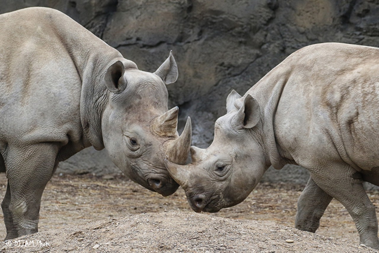 Kendi the black rhino can be found at the Rhino Reserve
Photo: DJ Jam Photo