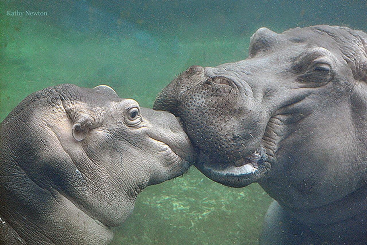 Fiona the hippo, and her mom Bibi, can be seen at Hippo Cove
Photo: Kathy Newton