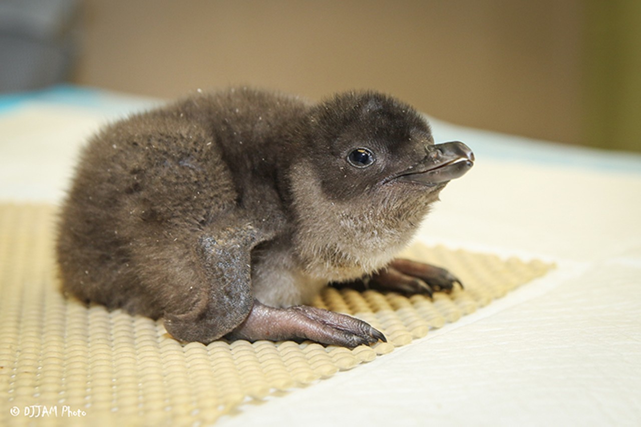 Little penguin chicks can be seen at the Children's Zoo
Photo: DJ Jam Photo