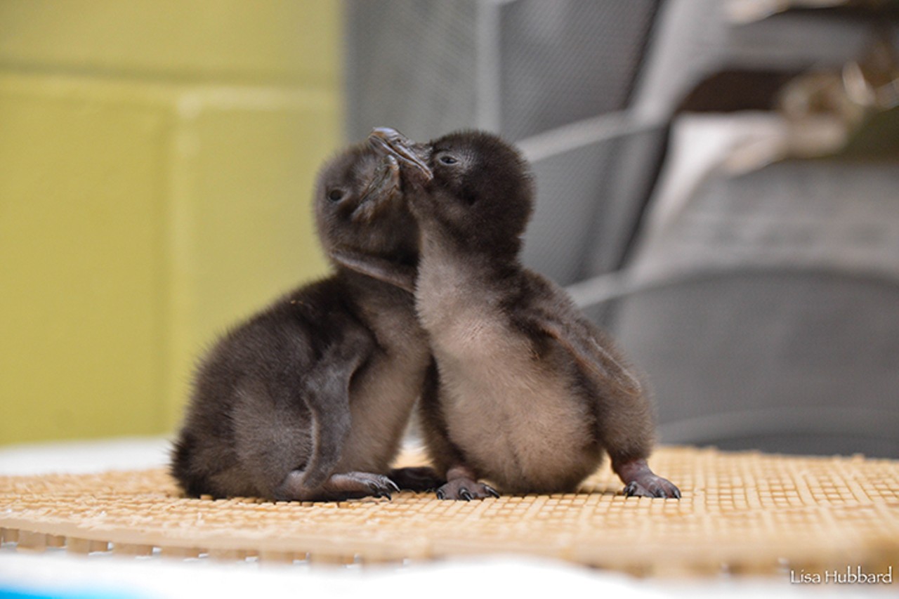 Little penguin chicks can be seen at the Children's Zoo
Photo: Lisa Hubbard