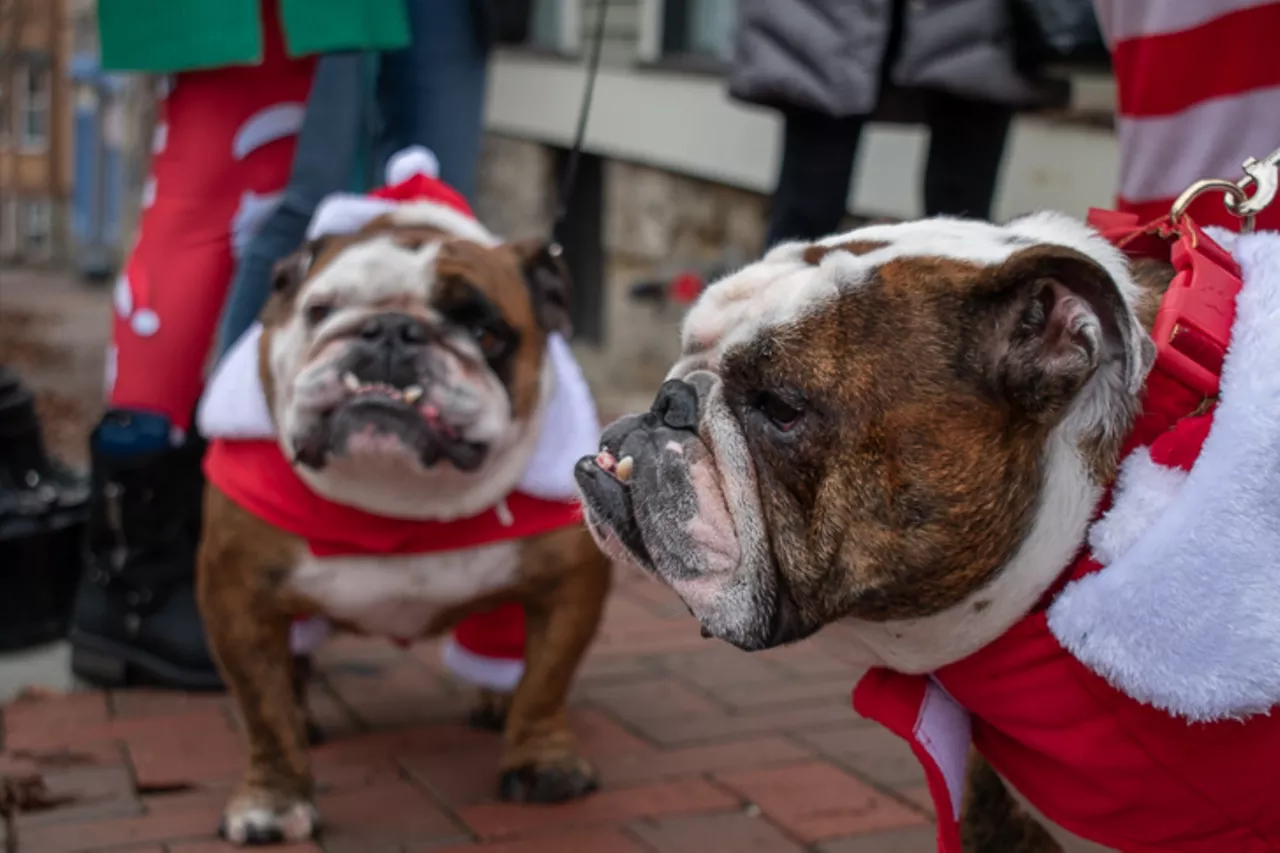 11 very good dogs we met at the Mets Puppy Parade 