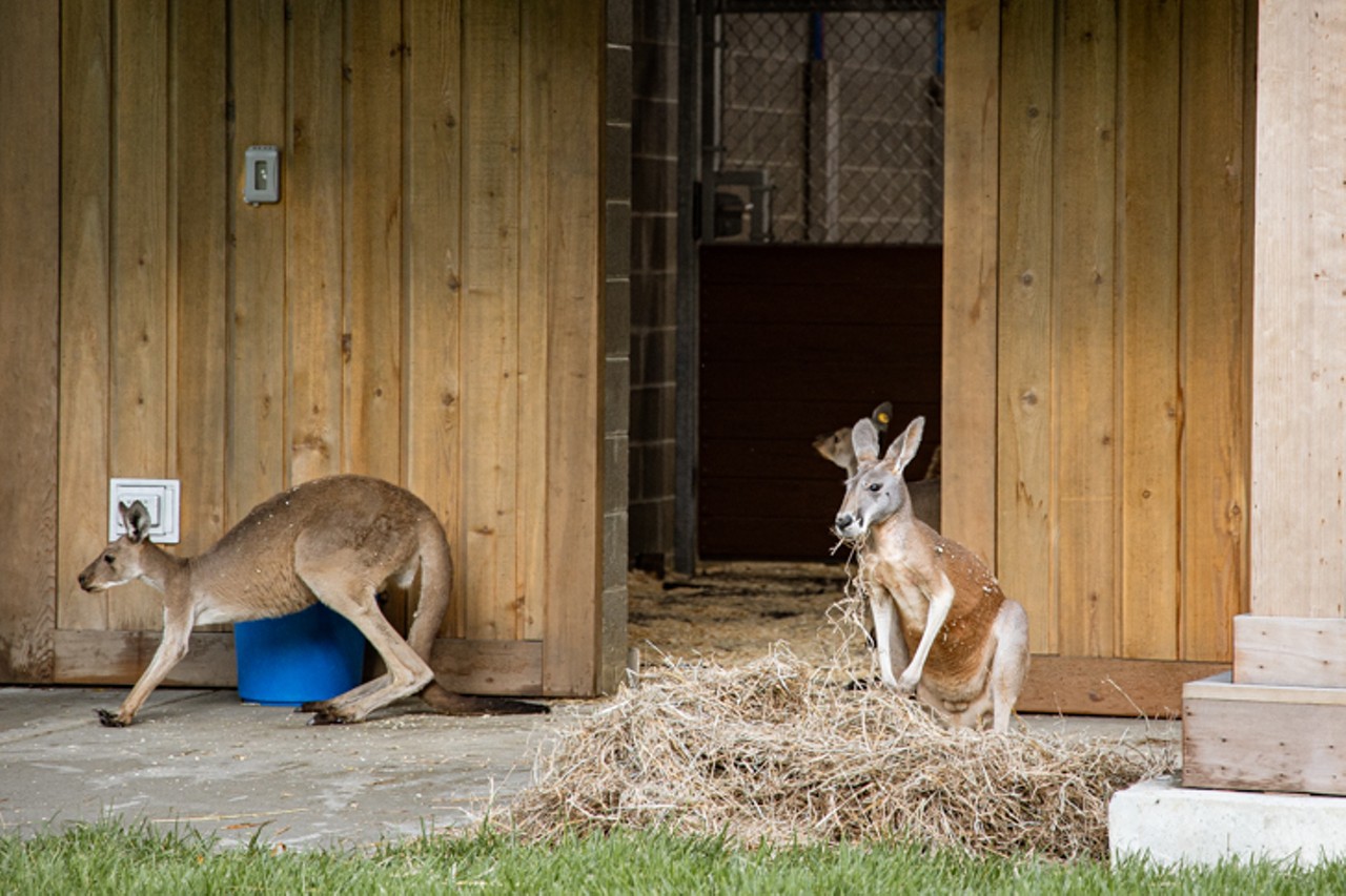 The kangaroo barn at Roo Valley