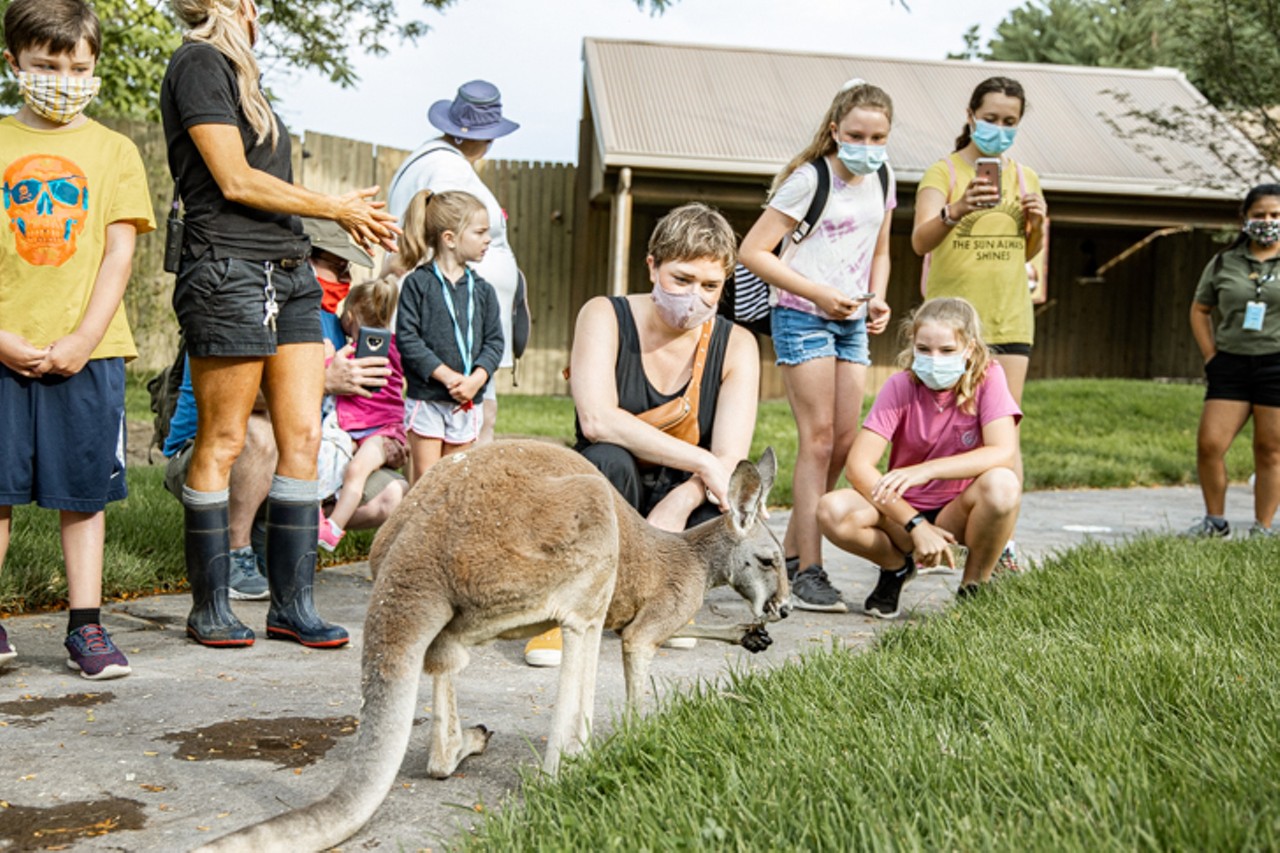 The kangaroos are allowed to roam free in Roo Valley and interact with guests