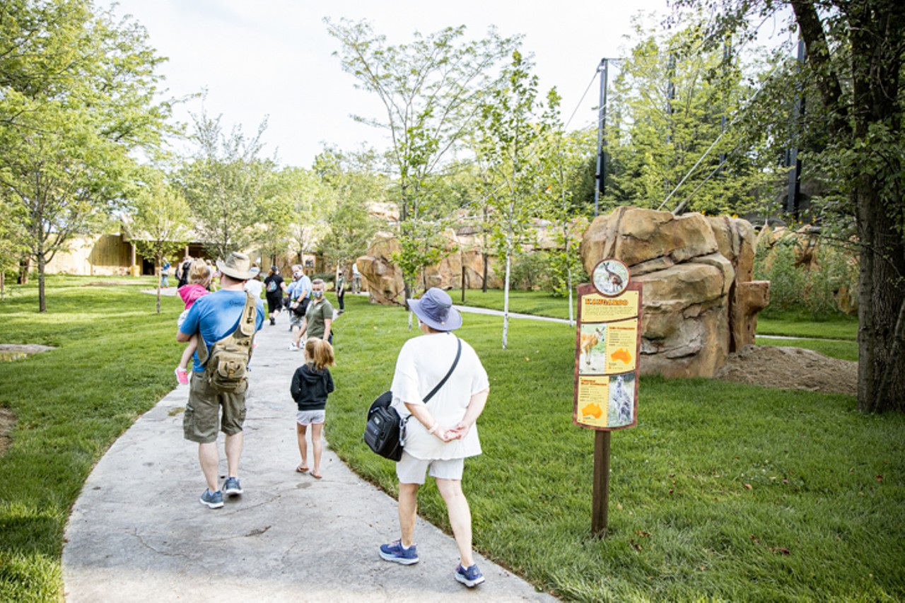 All the Hoppy Bois We Saw at the Cincinnati Zoo's New Interactive Roo Valley Walkabout