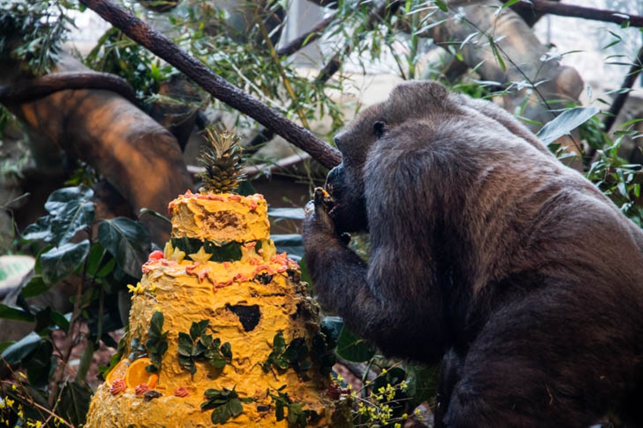 All the Photos from Samantha the Gorilla's 50th Birthday Celebration at the Cincinnati Zoo