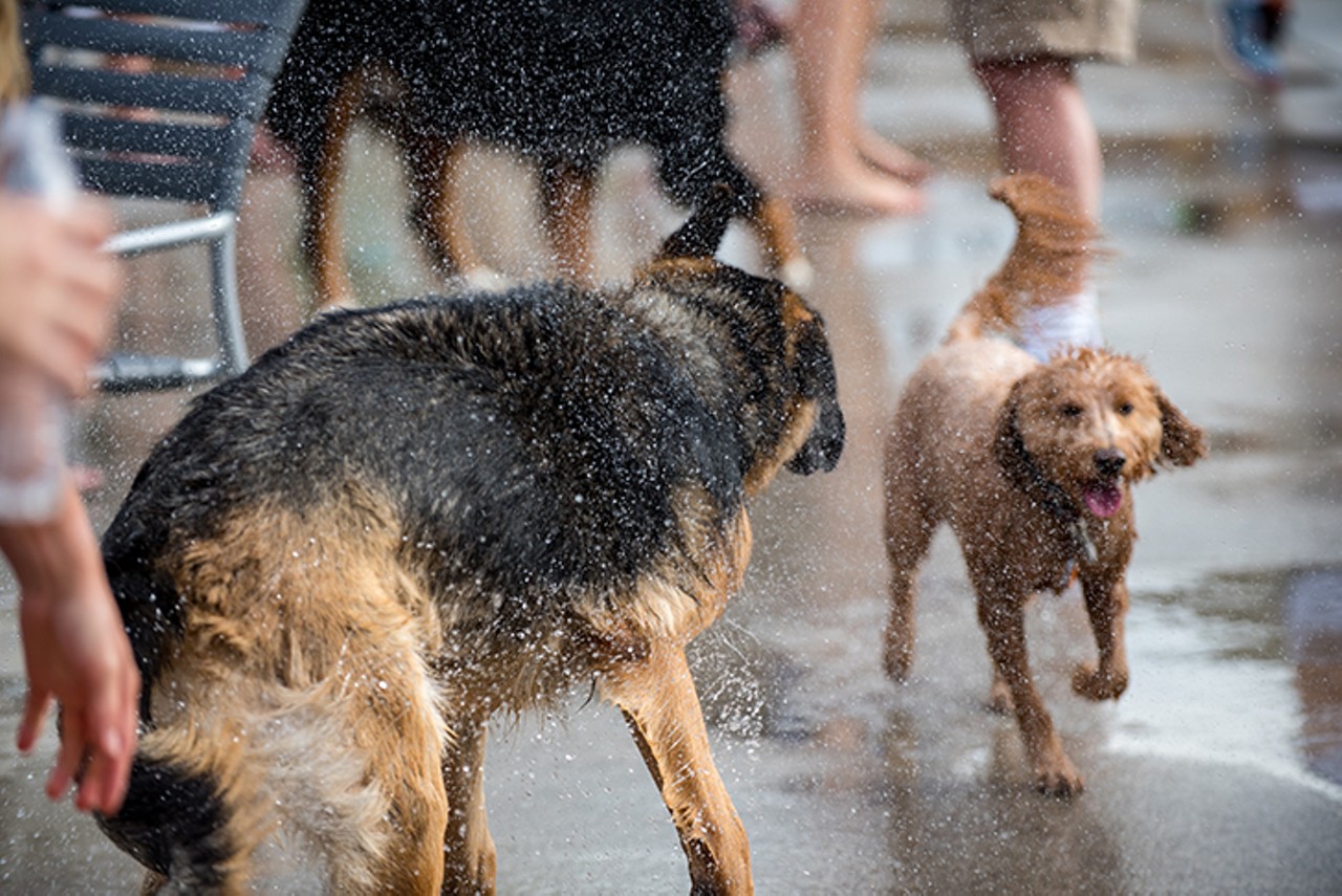 All The Real Good Pups We Saw at the Annual Ziegler Park Dog Swim in OTR