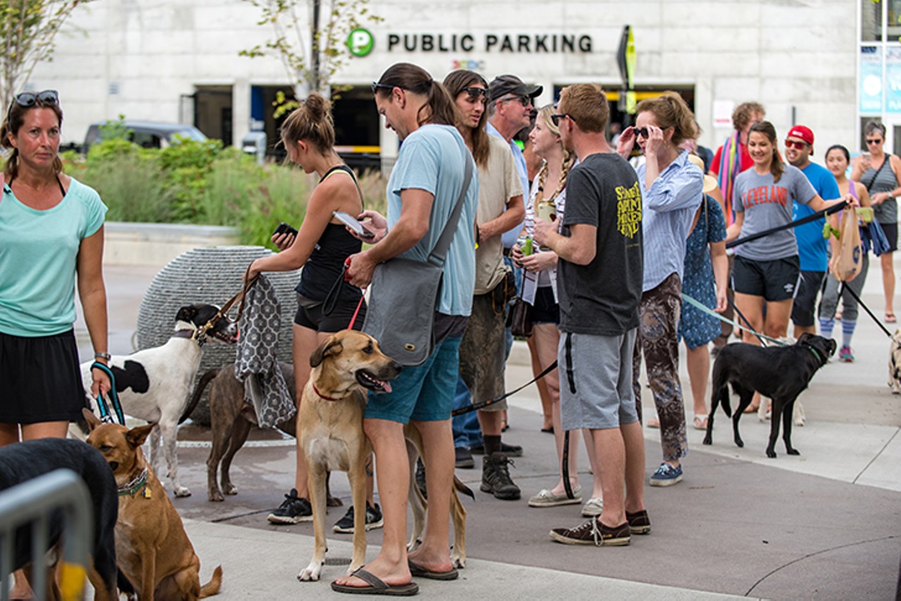 All The Real Good Pups We Saw at the Annual Ziegler Park Dog Swim in OTR