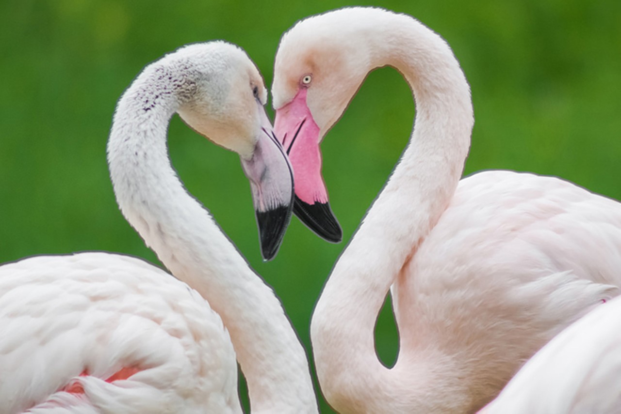 Valentine&#146;s Dinner at the Cincinnati Zoo & Botanical Garden
6:30 p.m.-9:30 p.m. Feb. 9, 10 and 14. $200 per couple. Cincinnati Zoo, 3400 Vine St., Avondale
Get a little wild this Valentine&#146;s Day at the Cincinnati Zoo. Cozy up with your special someone, experience animal encounters, learn about the &#147;Wild Side of Love&#148; and enjoy a romantic meal with a complimentary champagne toast.
Photo via cincinnatizoo.org