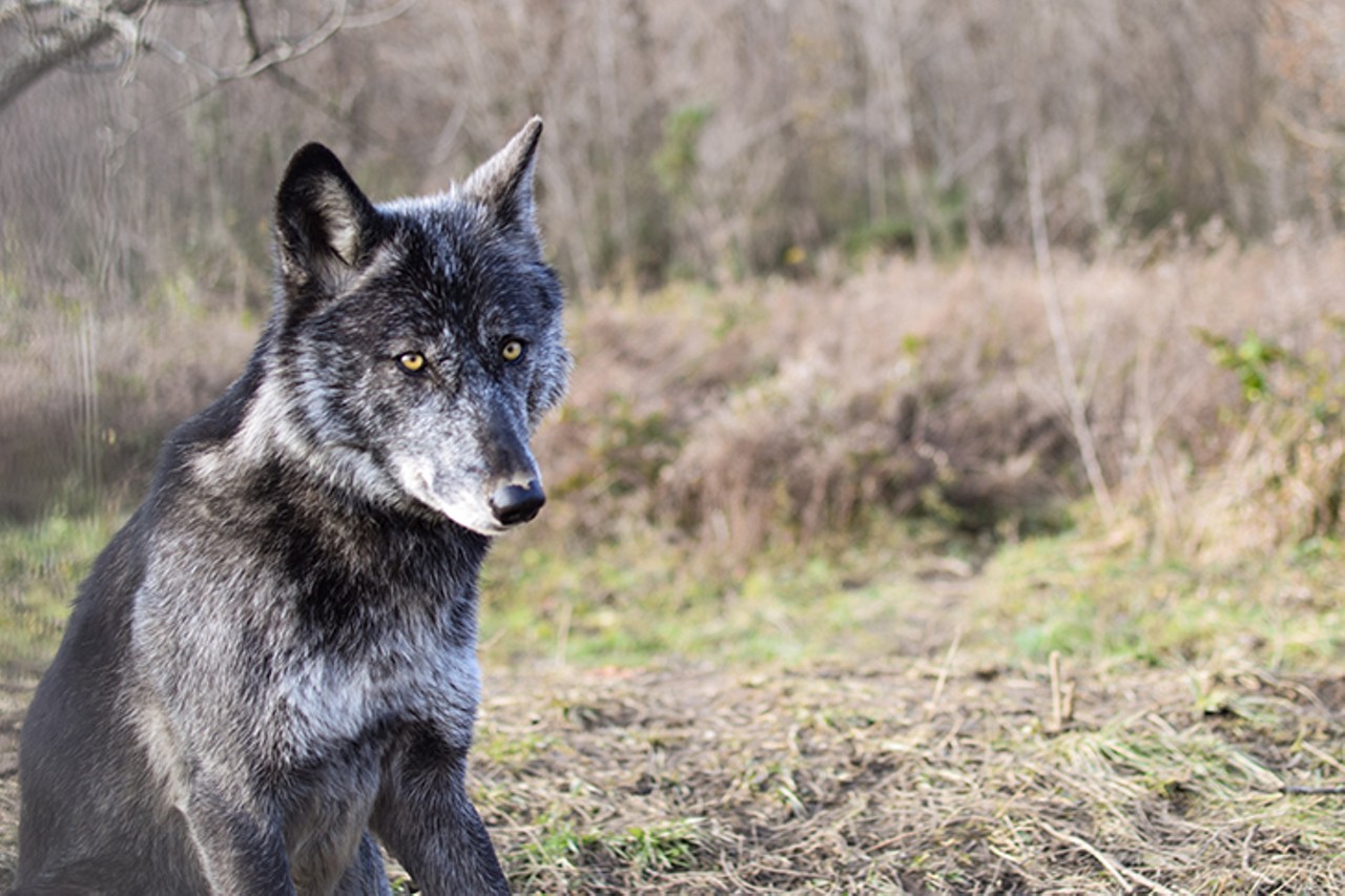 All The Wolves, Foxes and Coyotes We Saw During Our Visit to Indiana's Red Wolf Sanctuary