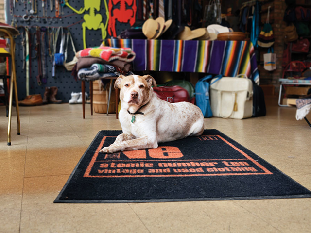 Scout, the store dog, at Atomic Number Ten