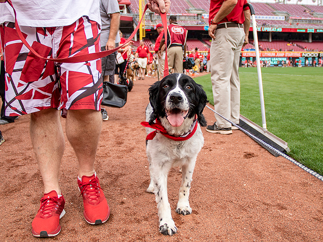 Bark in the Park at the Great American Ball Park