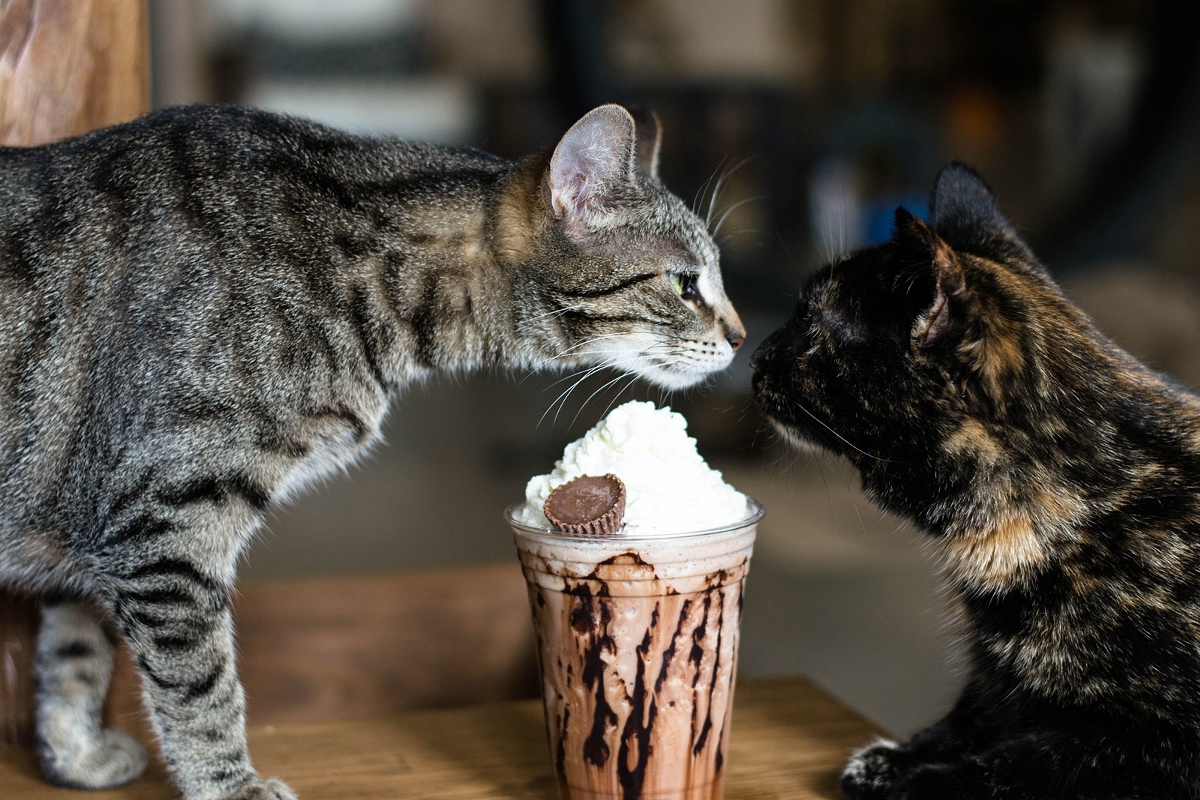 Best Place for Felines and Fraps