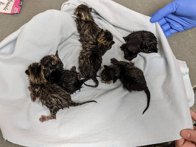 One-day old kittens found in the duffle bag