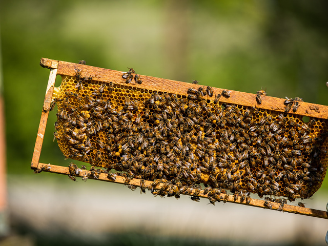 A beehive frame.