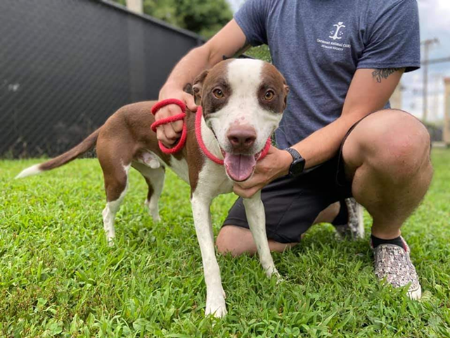 Cincinnati Animal CARE Humane Society Needs Dog Fosters, Adopters For Overcrowded Northside Shelter