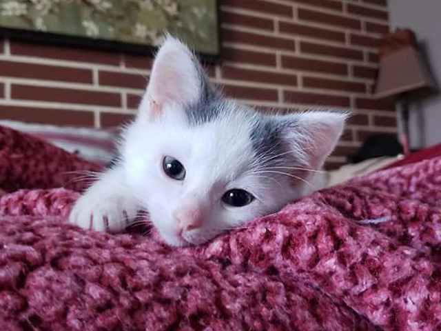 One of Cincinnati Animal CARE's adoptable kittens