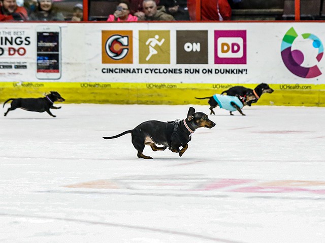 Wiener dogs will race at the game on March 19.