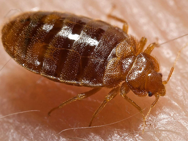 Bed bug nymph