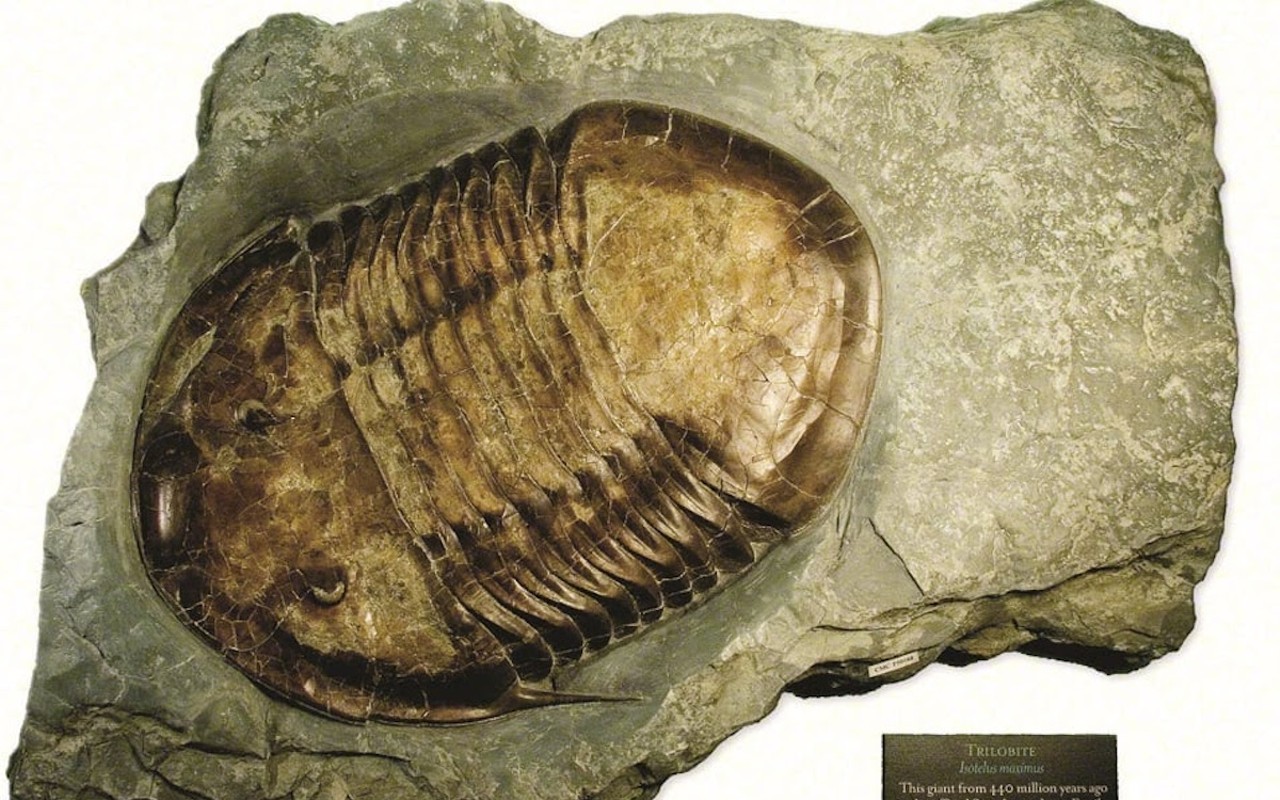 Isotelus maximus, the official State Invertebrate Fossil of Ohio