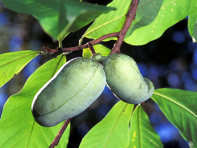 This year's free trees include pawpaws (pictured), sugar maples, red oaks and more.