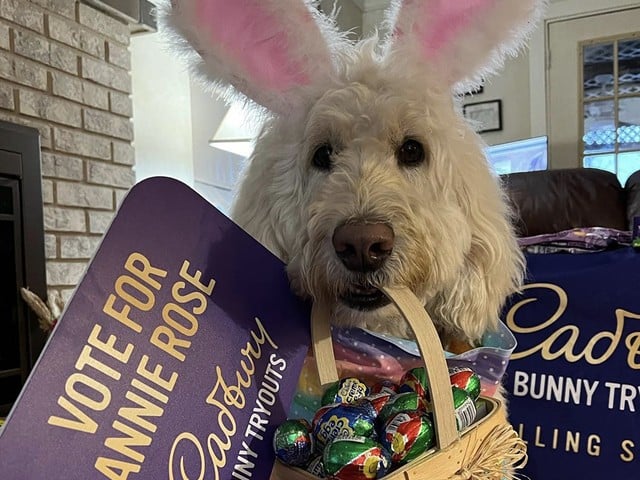 Annie Rose campaigning for her title of "Cadbury Bunny"