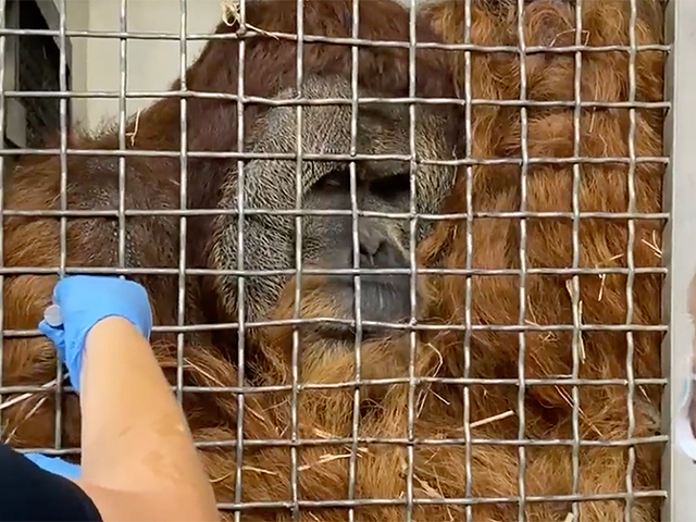 A orangutan training for a hand injection