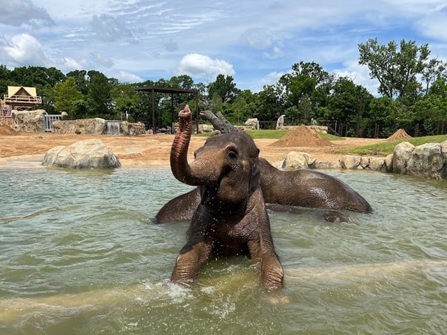 Elephants at the Cincinnati Zoo & Botanical Garden