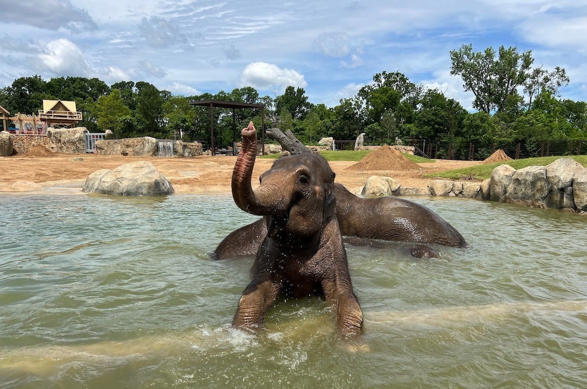 Elephants at the Cincinnati Zoo & Botanical Garden