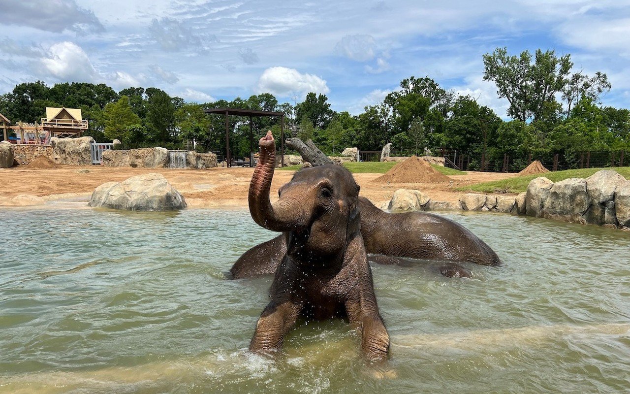 Elephants at the Cincinnati Zoo & Botanical Garden