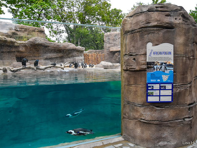 Cincinnati Zoo Opens New African Penguin Point Exhibit for Their Warm-Weather Penguins