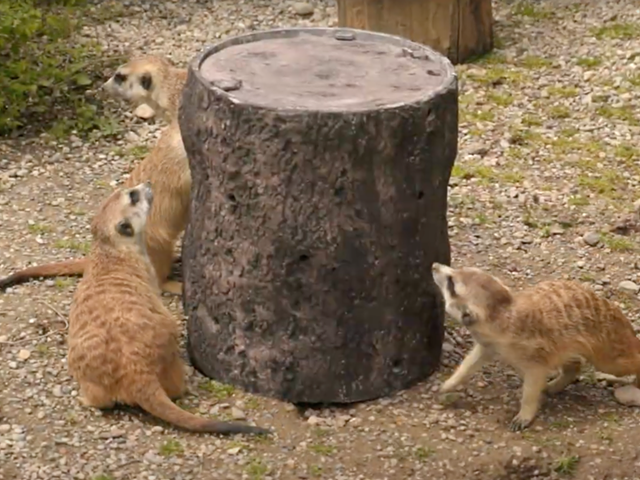 Meerkats snackin' on crickets through the enrichment device