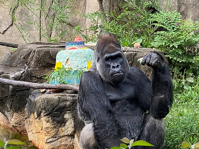 Jomo the gorilla celebrating his 30th birthday