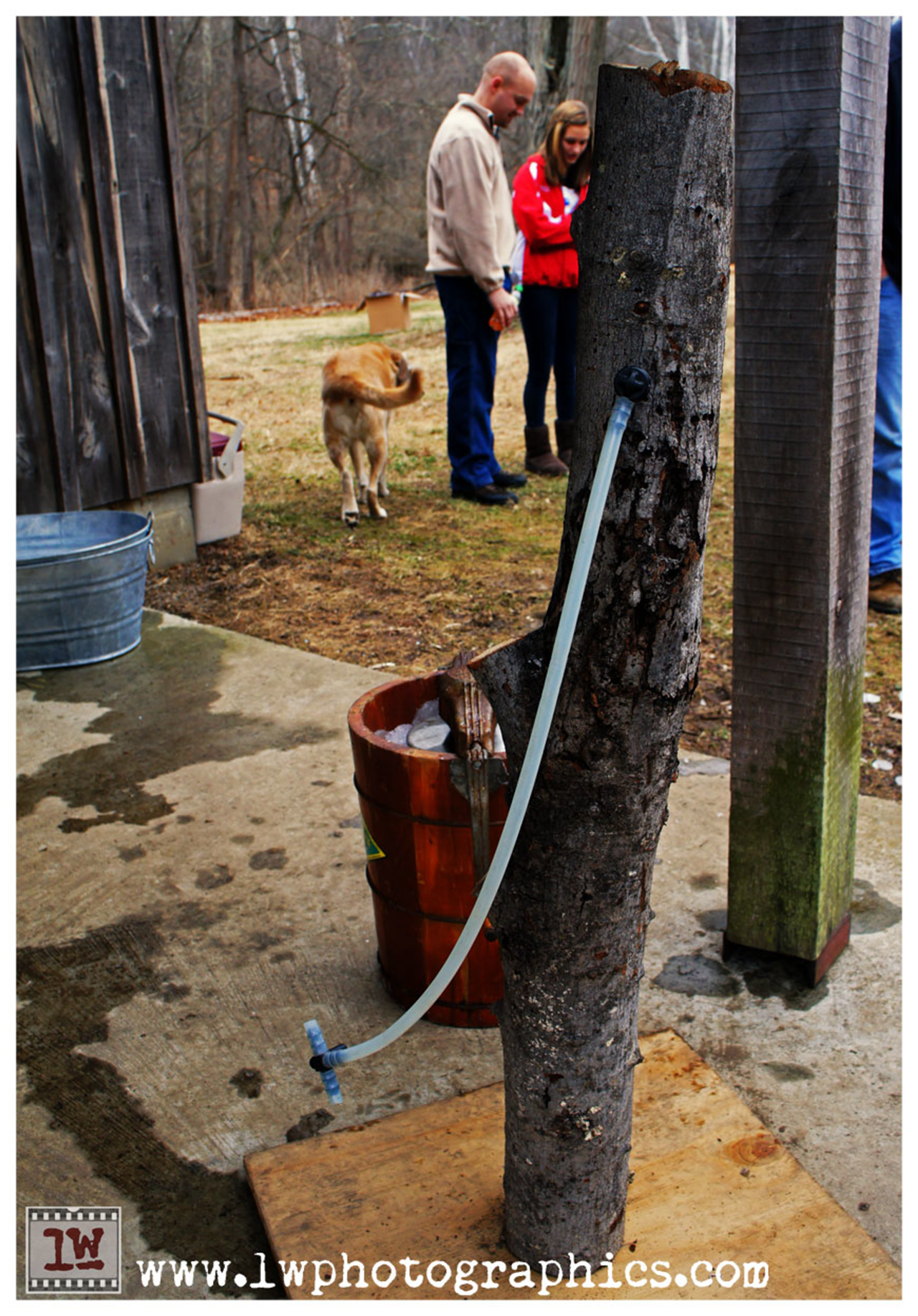 Clough Valley Maple Open House and Sap Boil