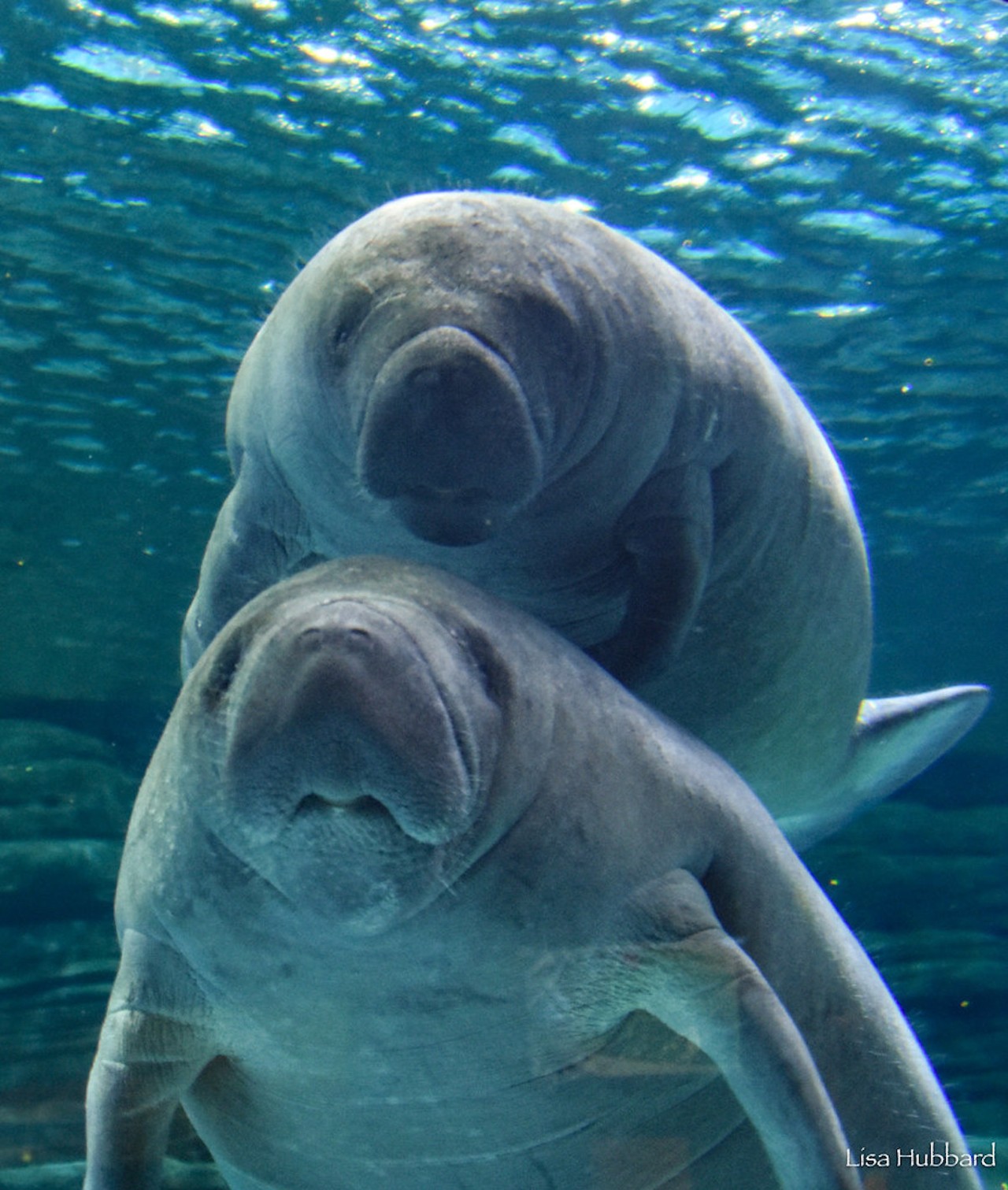 Two of the rescued manatees (Nolia, Amethyst and Waffles).