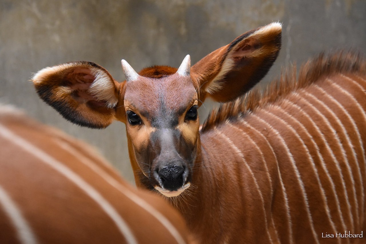 Beaudan, the Eastern bongo, born June 20, 2023 to Stevie and the late Beau.
