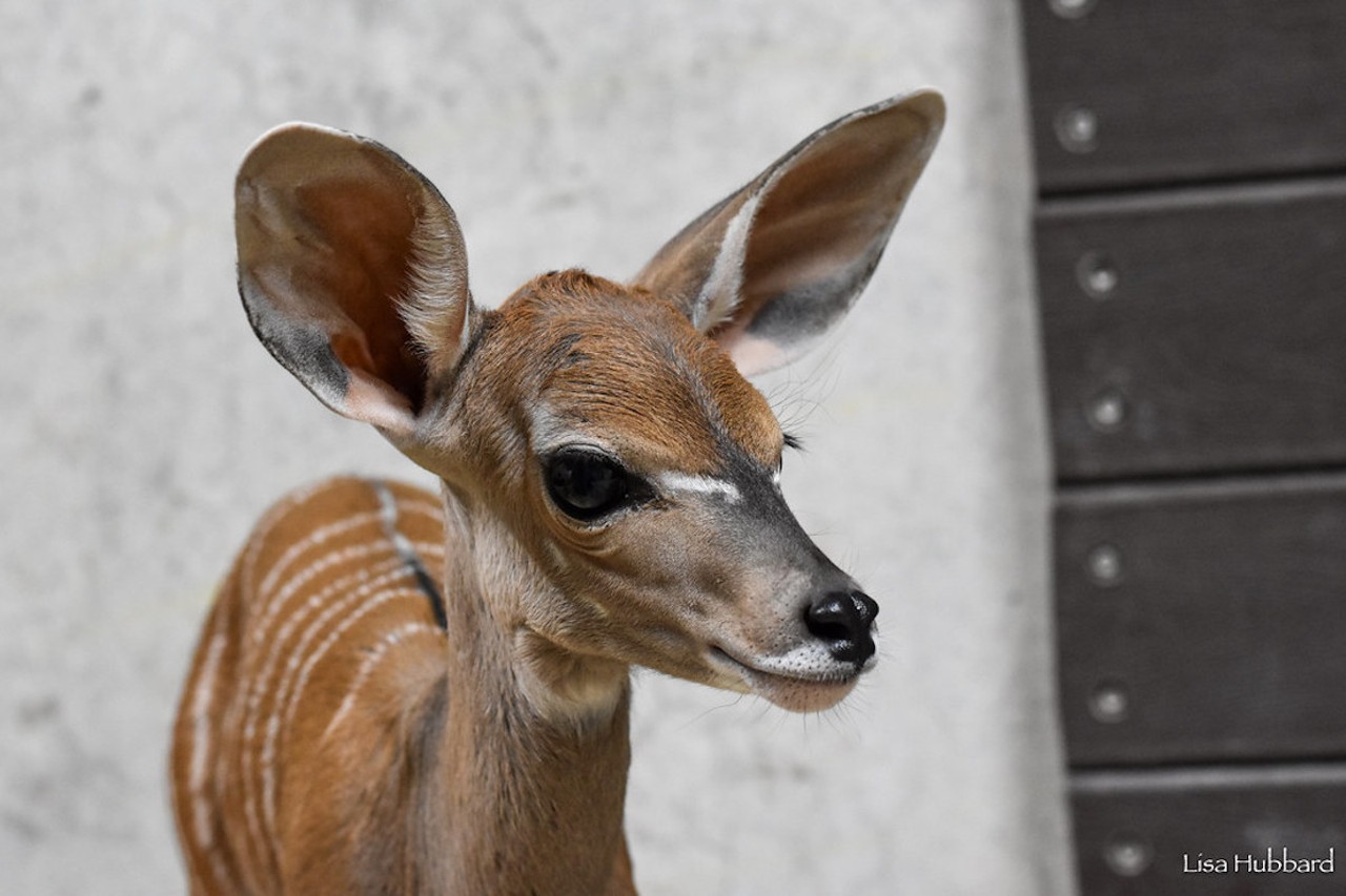 Maizy the lesser kudu, born Jan. 15, 2024 to Sabi and Hobbes.