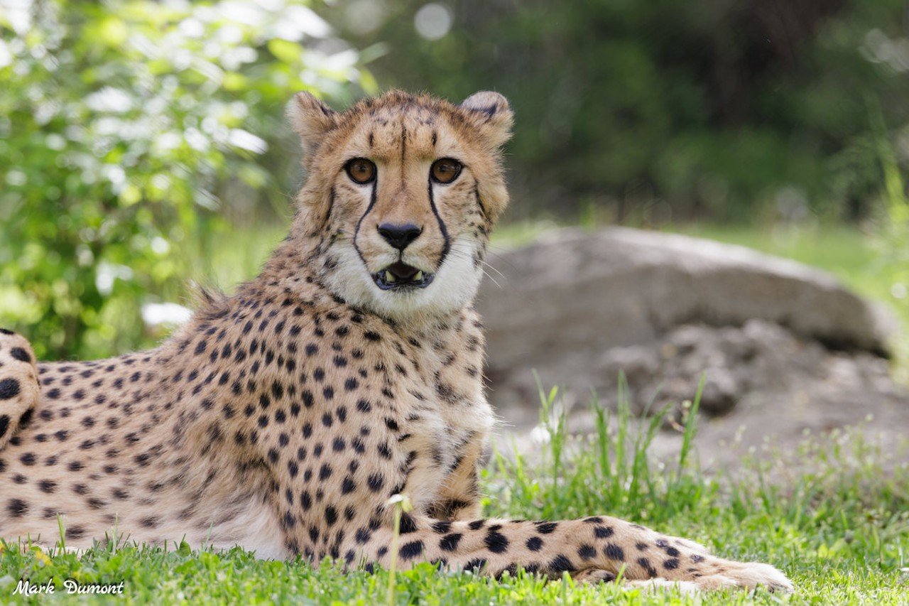 Rozi the cheetah, born April 26, 2022.