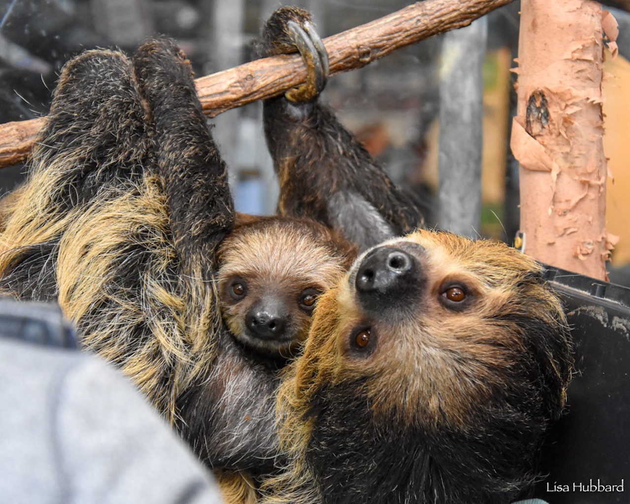 Juno the Linnaeus’s two-toed sloth, born June 7, 2023 to Moe and Lightning.