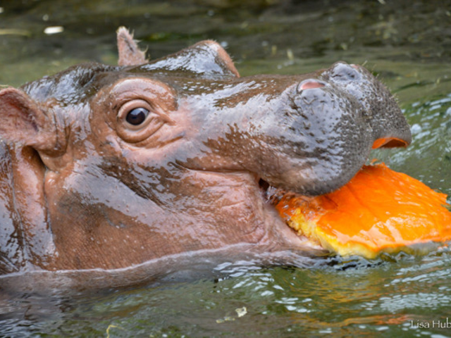 Fiona eating a pumpkin. Animals will get special fall-themed treats and enrichment during HallZOOween.