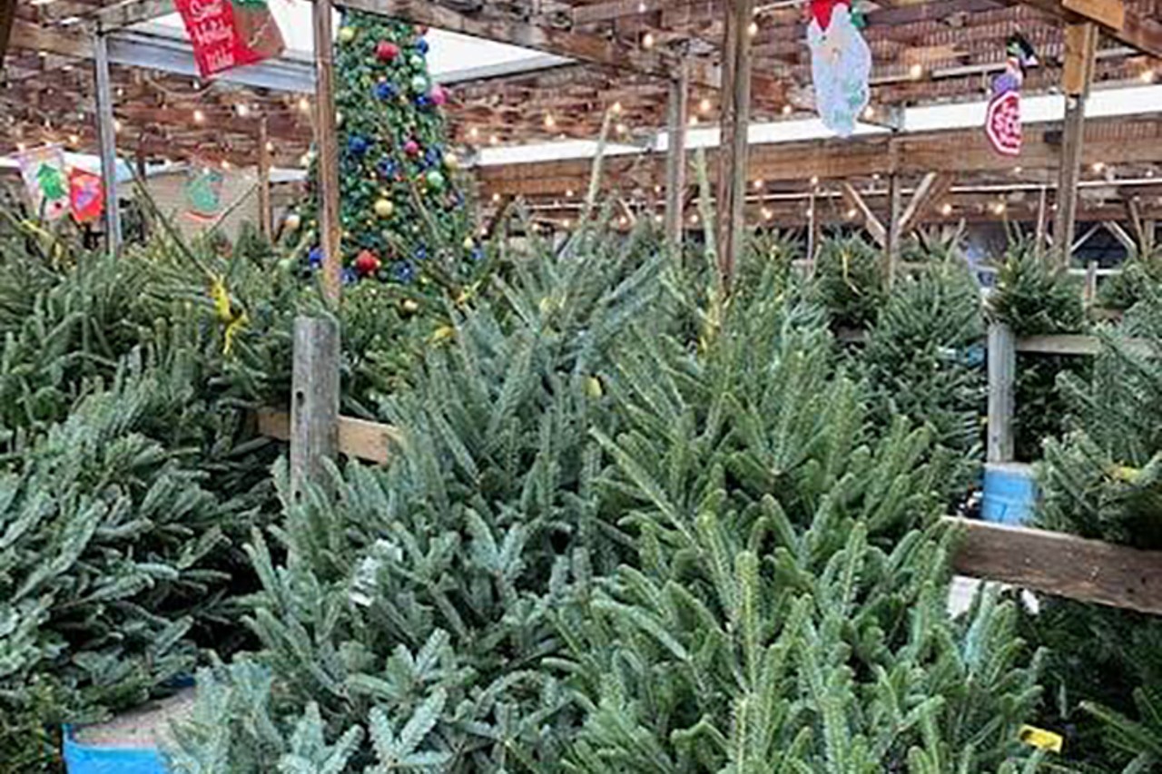 Burger Farm and Garden Center
7849 Main Street, Newtown
Burger Farm has a selection of Fraser, Douglas, Canaan, Concolor, Fraser/Balsam mix and Noble Fir trees in sizes from 3 feet tall to 10 feet. The garden center also offers delivery.
Store hours 9 a.m.-5 p.m. Monday-Saturday and 10 a.m.-4 p.m. Sunday.
Photo: facebook.com/burgerfarmandgardencenter