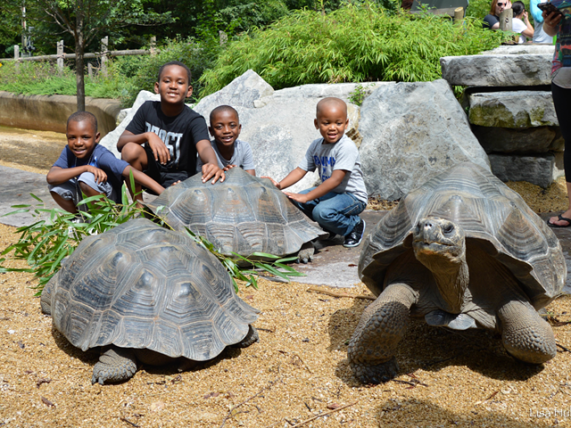 Kids at the zoo. Maybe one of those tortoises is a dad — not to the children, of course