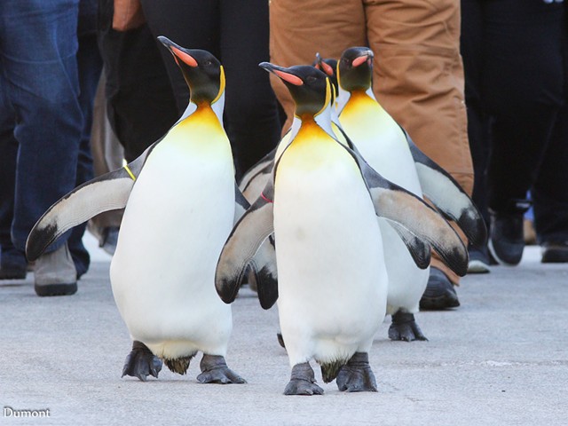 Penguin Days are back at the Cincinnati Zoo for 2023.