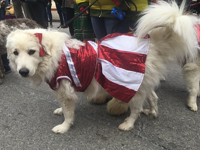 Dress your pup in their best holiday garb for the annual OTR RailDog Parade, taking place Dec. 17.
