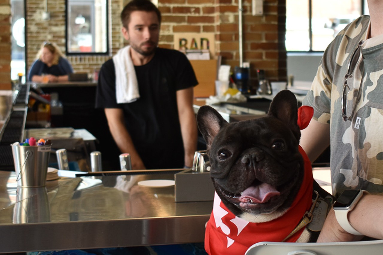Camden, the French Bulldog, celebrated his third birthday at 3 Points