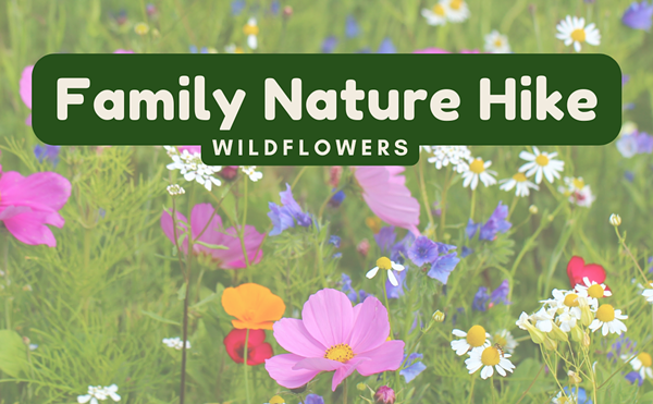 Family Nature Hike: Wildflowers
