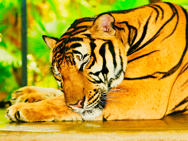An actual Bengal tiger — may or may not be good at football