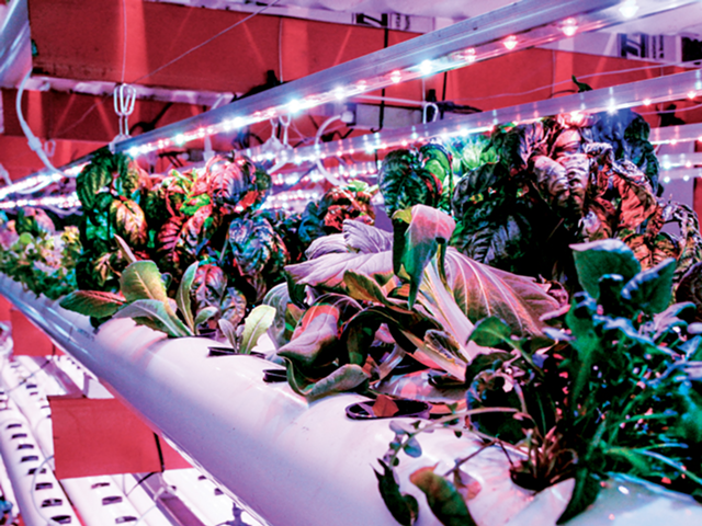 Greener Portions Aquaponics grows fresh produce out of an Anderson strip-mall storefront.